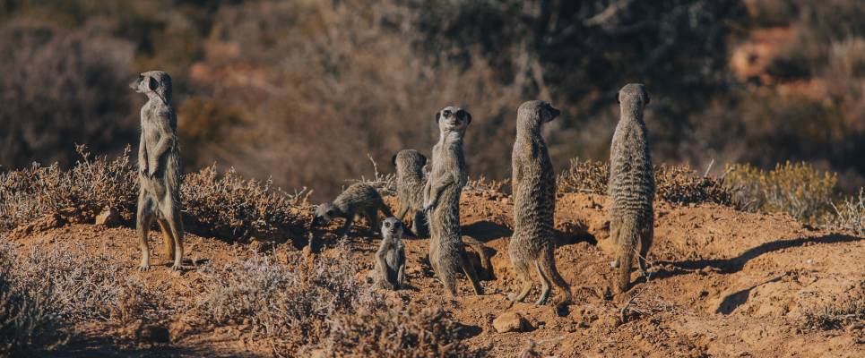 Discover South Africa’s Garden Route