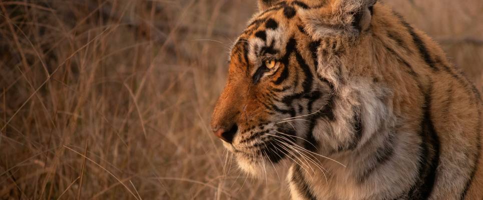 Signature India | The Realm of Royals