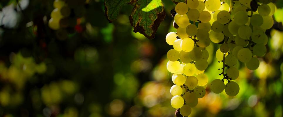 Signature Spain | Catalonia as a Canvas