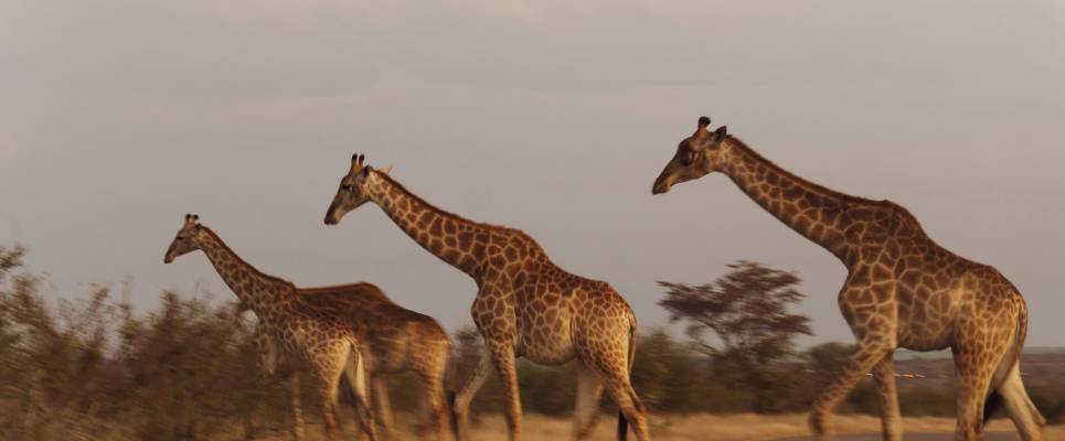 Essential Kruger Safari – Family Adventure