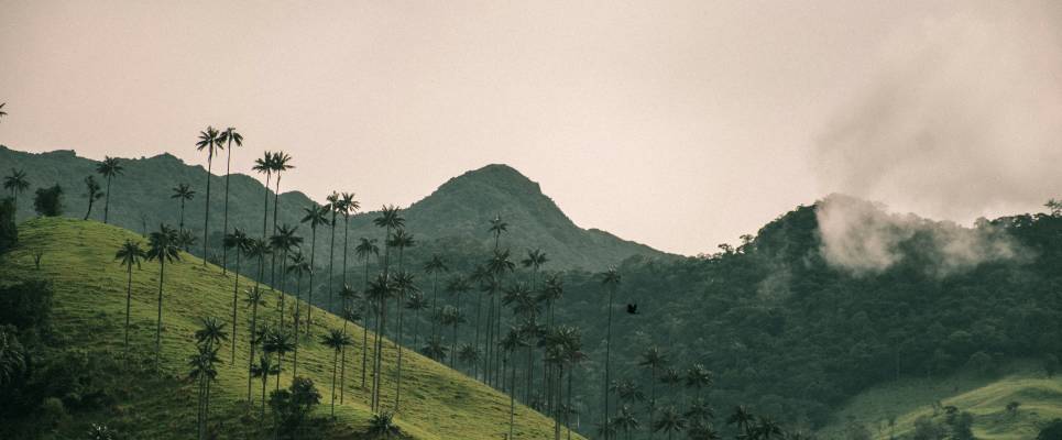 Signature Colombia | Stories Beneath Wax Palms
