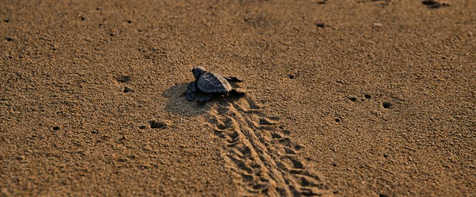 Signature Mexico | Among Ruins & Ritual