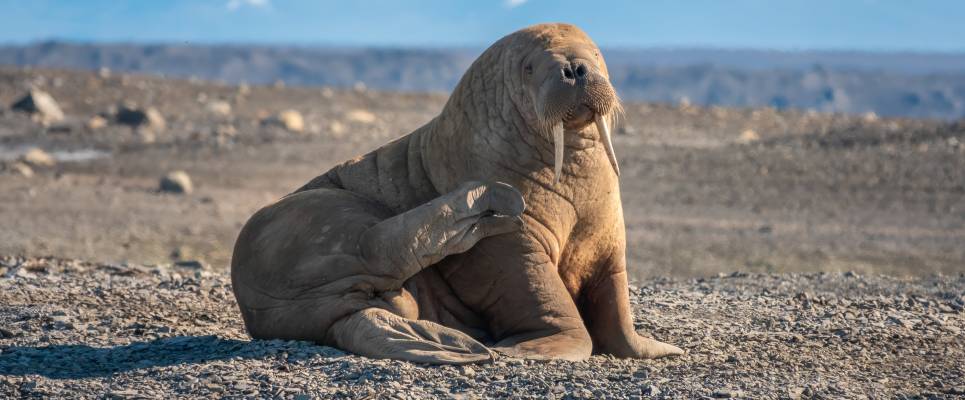 Scotland to Spitsbergen: Puffins, Sea Ice and Wildlife