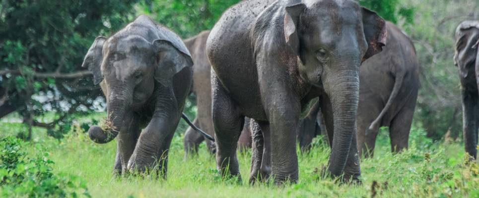 Signature Sri Lanka | The Island of Serendipity