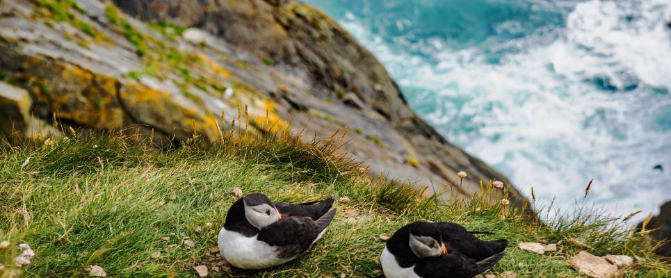 Scotland to Spitsbergen: Puffins, Sea Ice and Wildlife