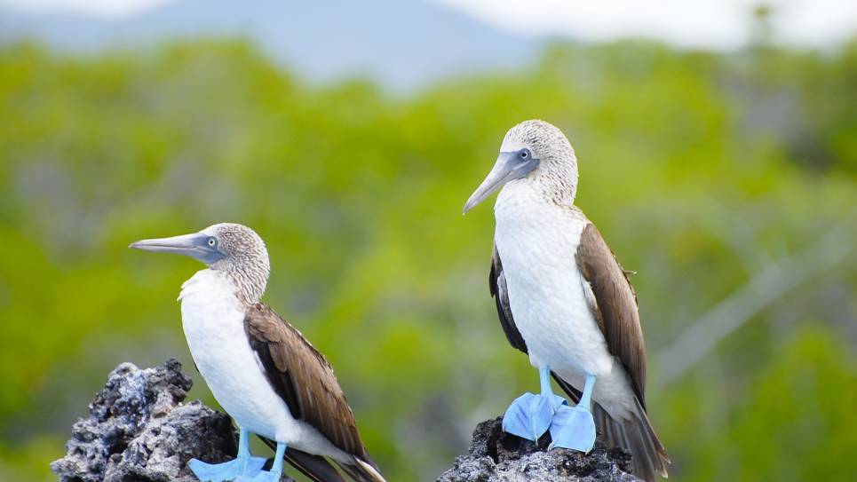 Galapogos, Ecuador
