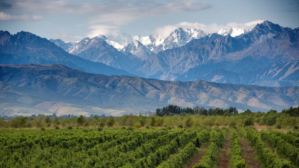 vineyards with snowcapped mountains behind