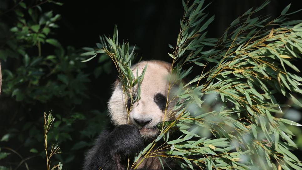Chengdu