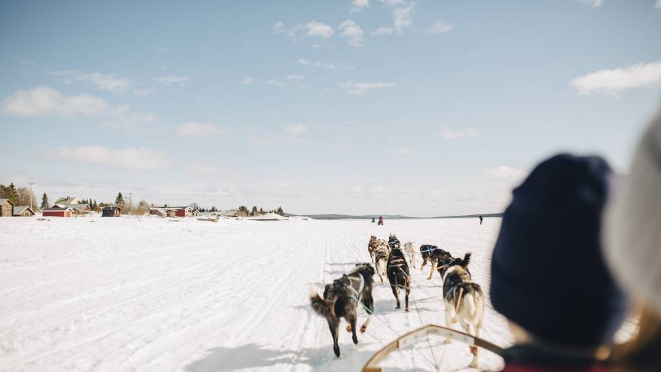 Dogsledding