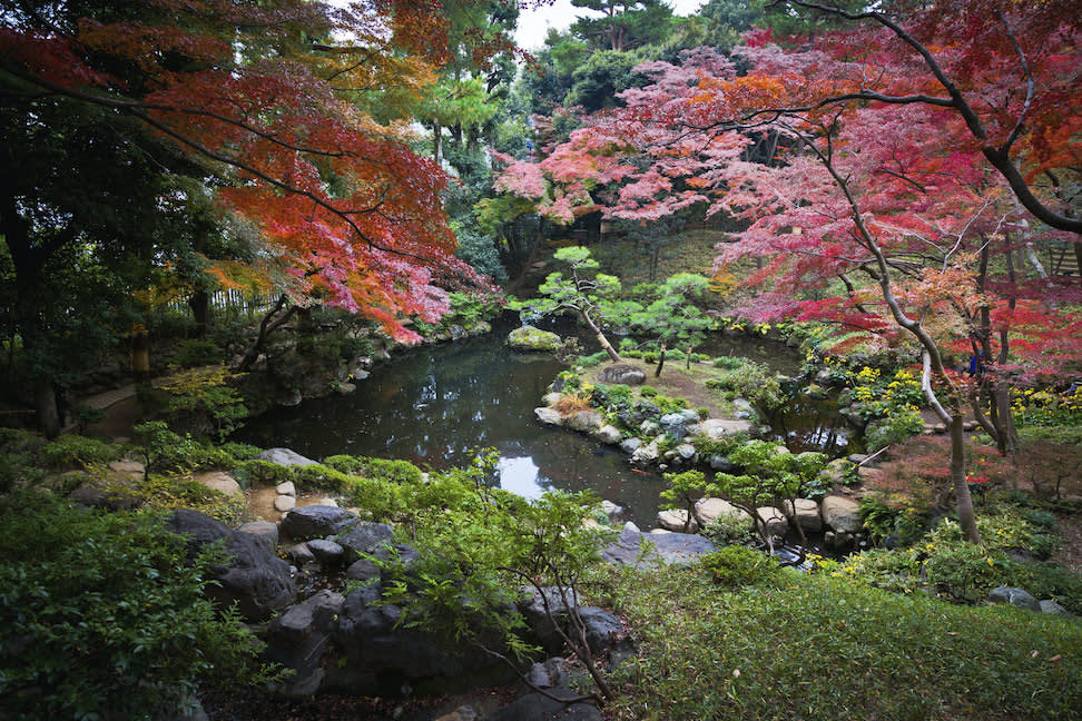 Japan's cherry blossom