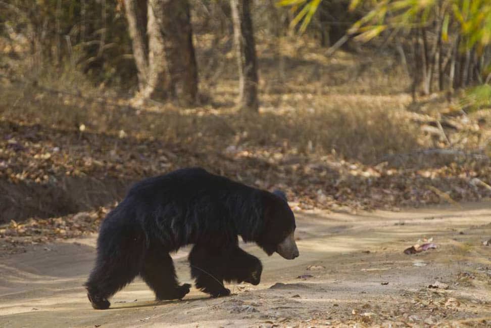 Sloth bear in India