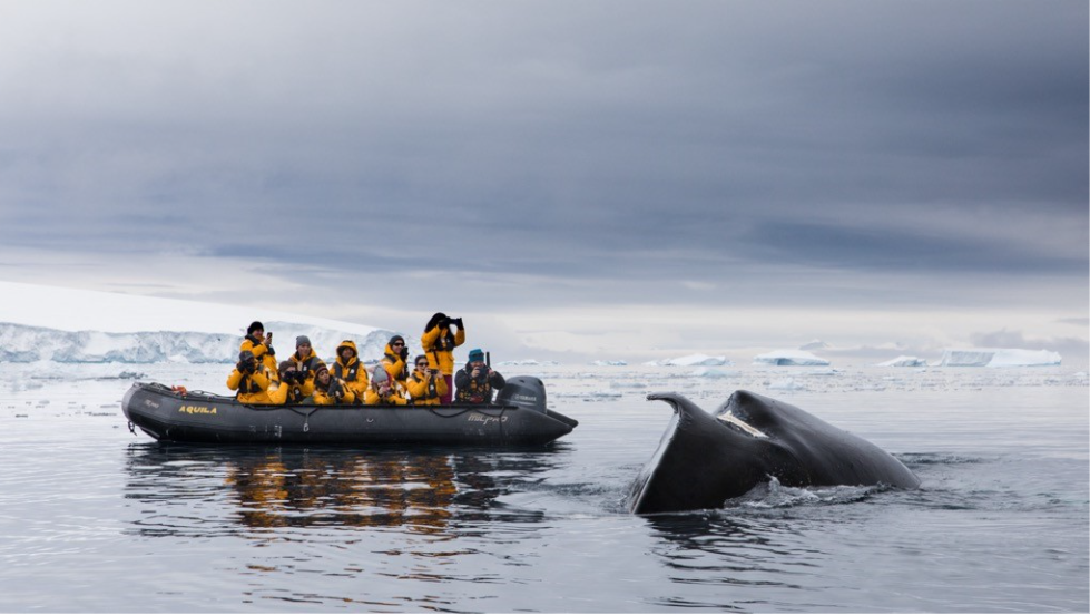 Visit Antarctica: Where to Go & What You’ll See