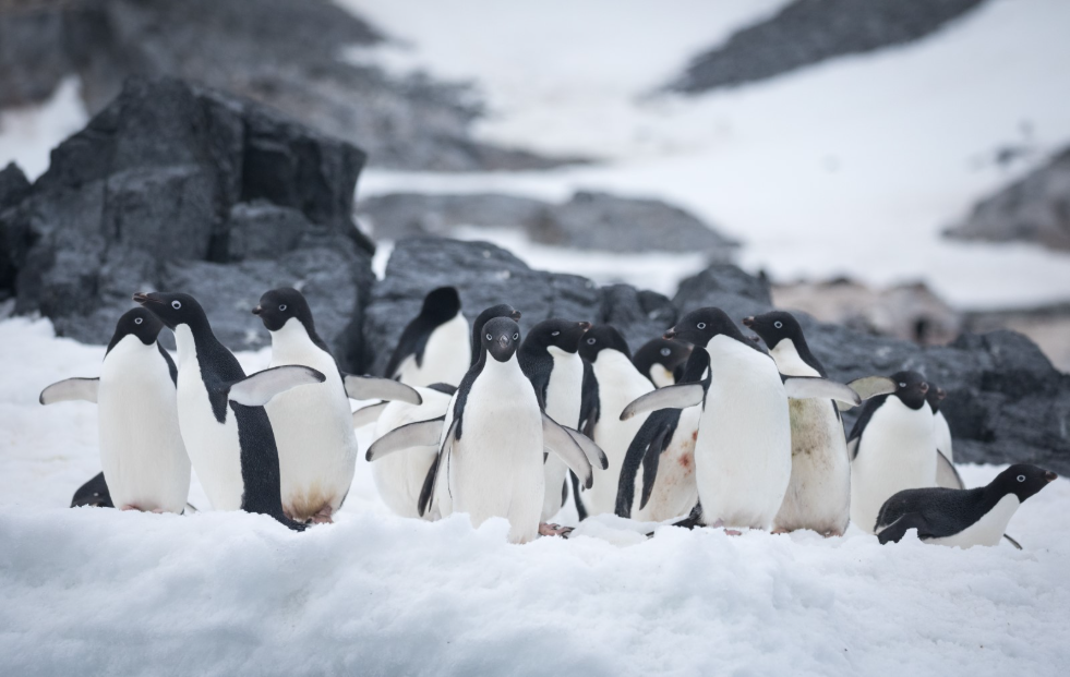 Adelie Penguins at Gourdin Island