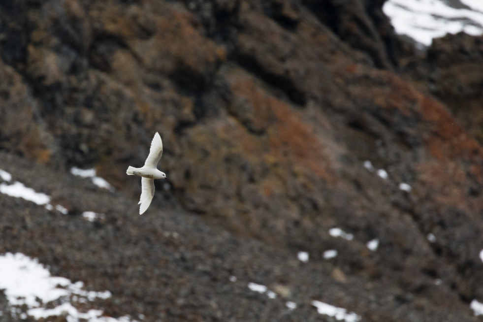 A Snow Petrel in flight.