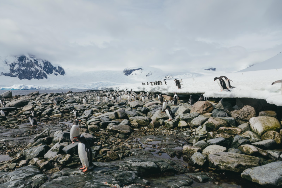 Gentoo penguins make their way along the rocky shoreline of Danco Island, Antarctica.