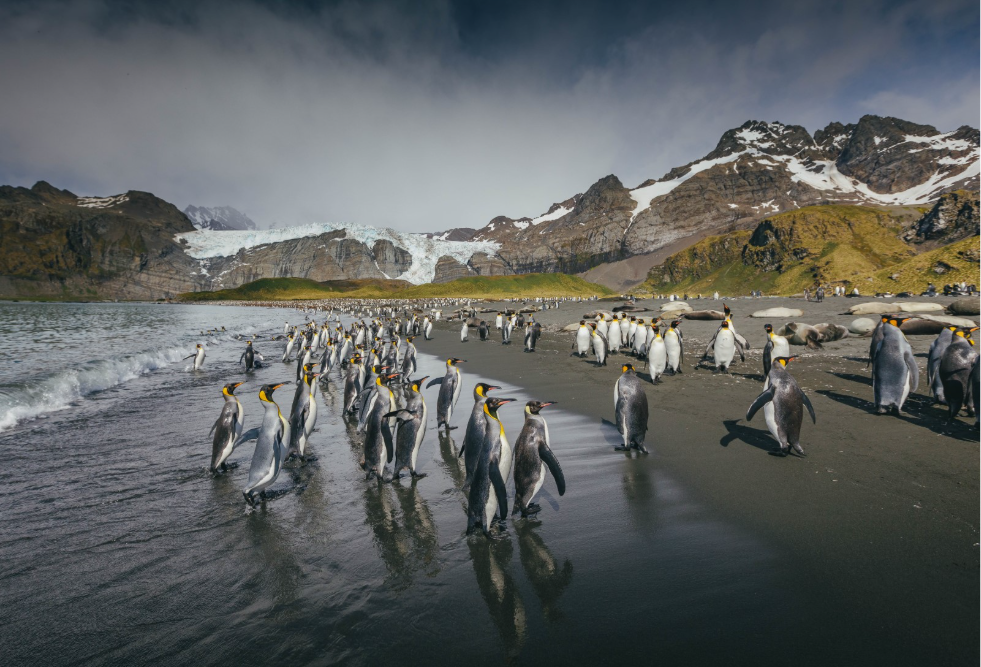 King Penguins at Gold Harbour, South Georgia.