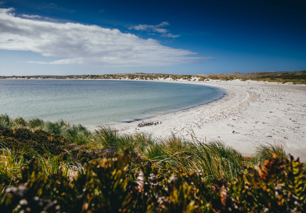 White sands, wild shores, and the quiet beauty of the Falkland Islands.
