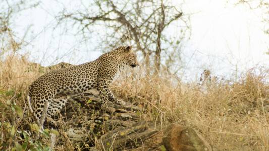 Leopard in Kenya
