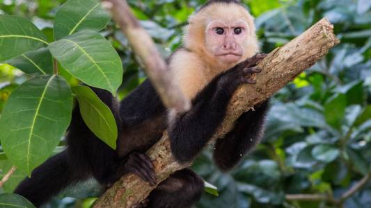 a monkey sitting on a branch