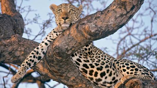 Sabi Sands, South Africa