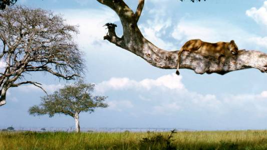 a giraffe standing next to a tree