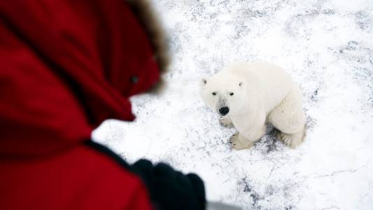 A polar bear sitting on a snow covered place in the Canadian Tundra