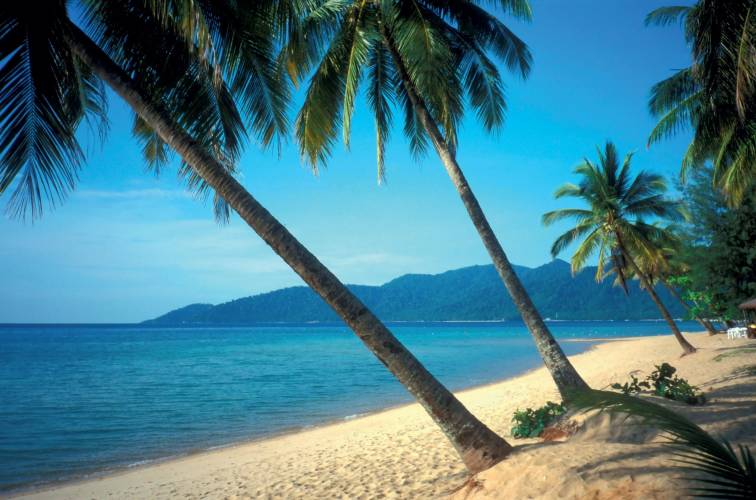 a beach with a palm tree in front of a body of water