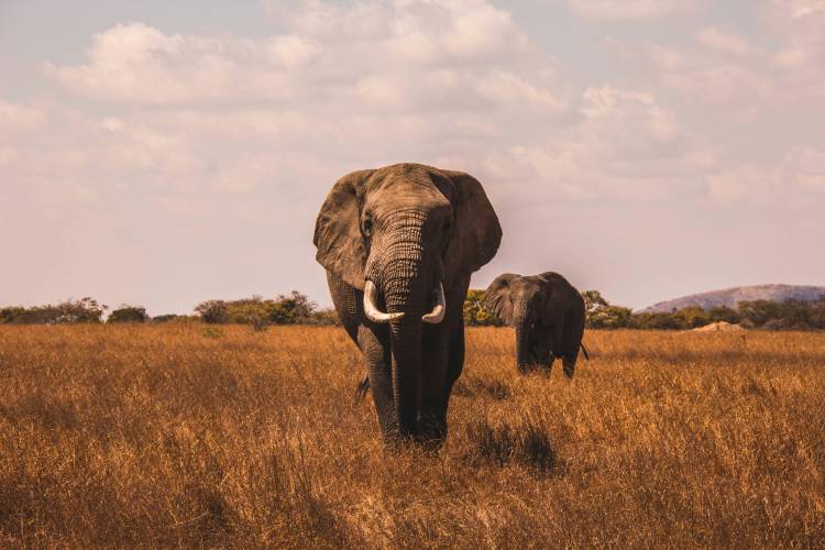 A deep insider's guide to a luxury Kenya safari holiday, the exclusive conservancies, the right timing for the migration, and the art of care that turns a journey into a story you keep for life.