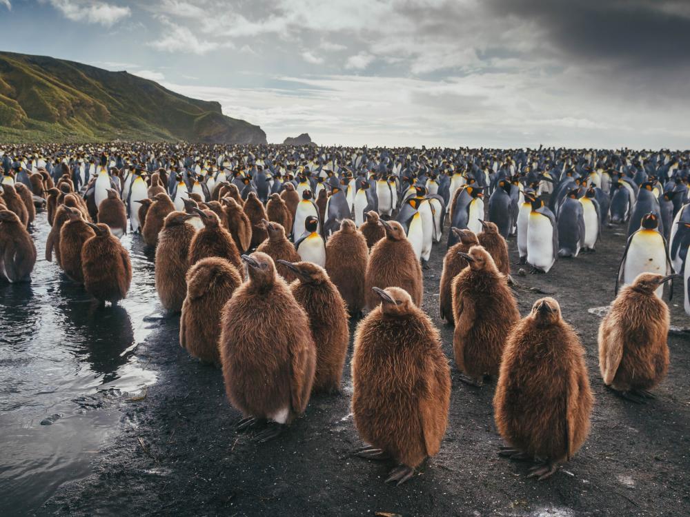 King penguins on South Georgia