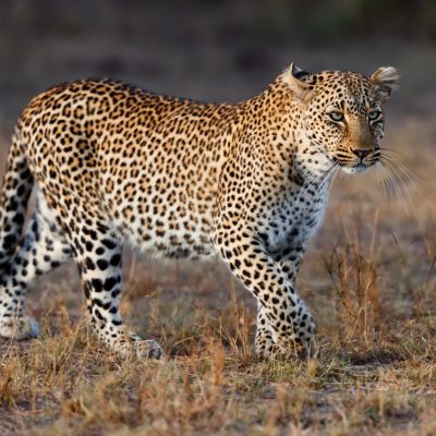 Leopard in Masai Mara Kenya