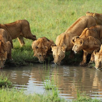 Lion pride drinking water in the savannah in Kenya