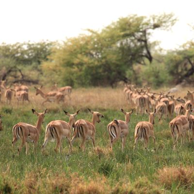 Impala Herd Botswana Okavango delta, Africa
