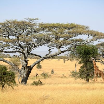 Serengeti Landscape, Tanzania, Africa
