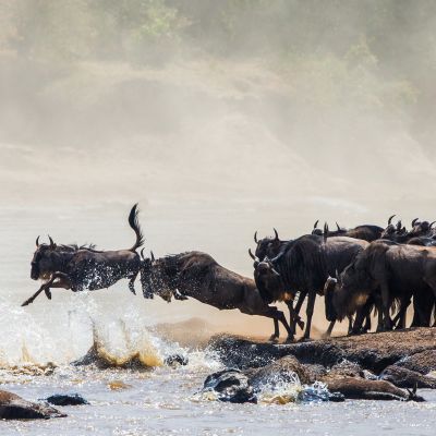Wildebeest crossing the Mara River during the annual great migration between Tansania and the Masai Mara in Kenya, Africa