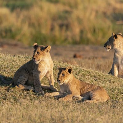 portrait of a female african lion walking through the gras while the sun is rising in botswana, Africa - Zambia travel guide
