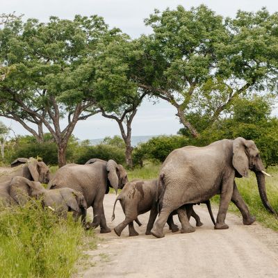 Elephants are crossing the road on a safari trip, Africa