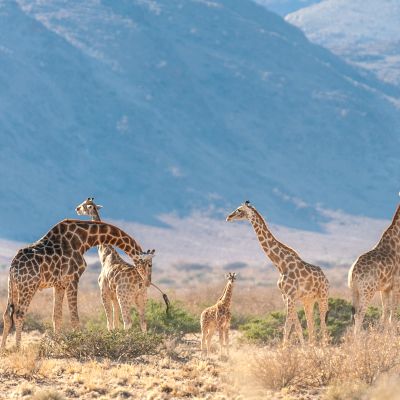 Namibia Tours