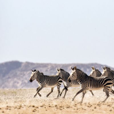 Zebra's running into the wilderness, Zambia, Africa