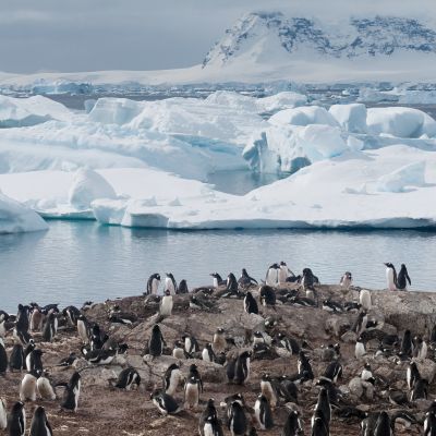 Nesting Gentoo Penguins, Cuverville Island, Antarctic Peninsula