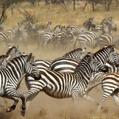 Best Things To Do in Tanzania