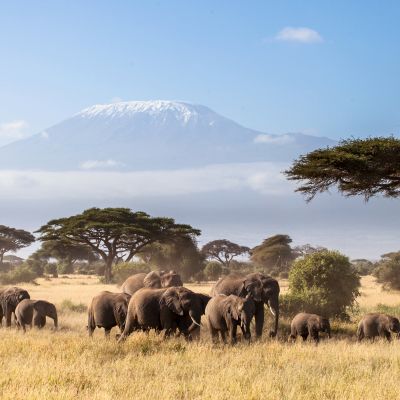 Herd of African Elephants walking in the African savannah with Mount Kilimanjaro in the background