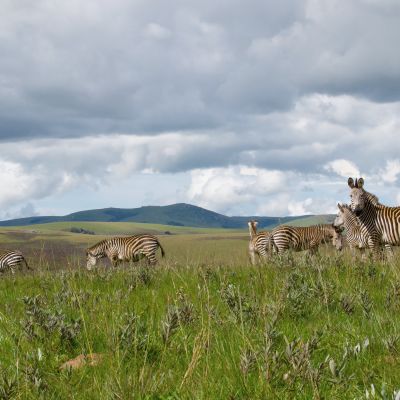 Herd of zebra's standing in the plains and nature of Nyika national park, Malawi, Africa