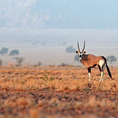 Oryx gazella beautiful iconic gemsbok antelope from Namib desert, Namibia, Africa