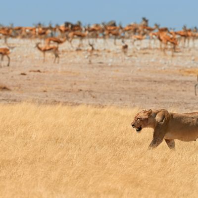 Lioness, Panthera leo, walking in dry savanna against herds of springbok antelopes of Etosha national park, Namibia, Africa