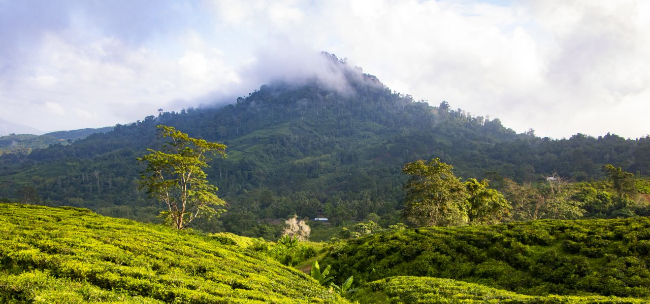 Borneo Wildlife Discoverer