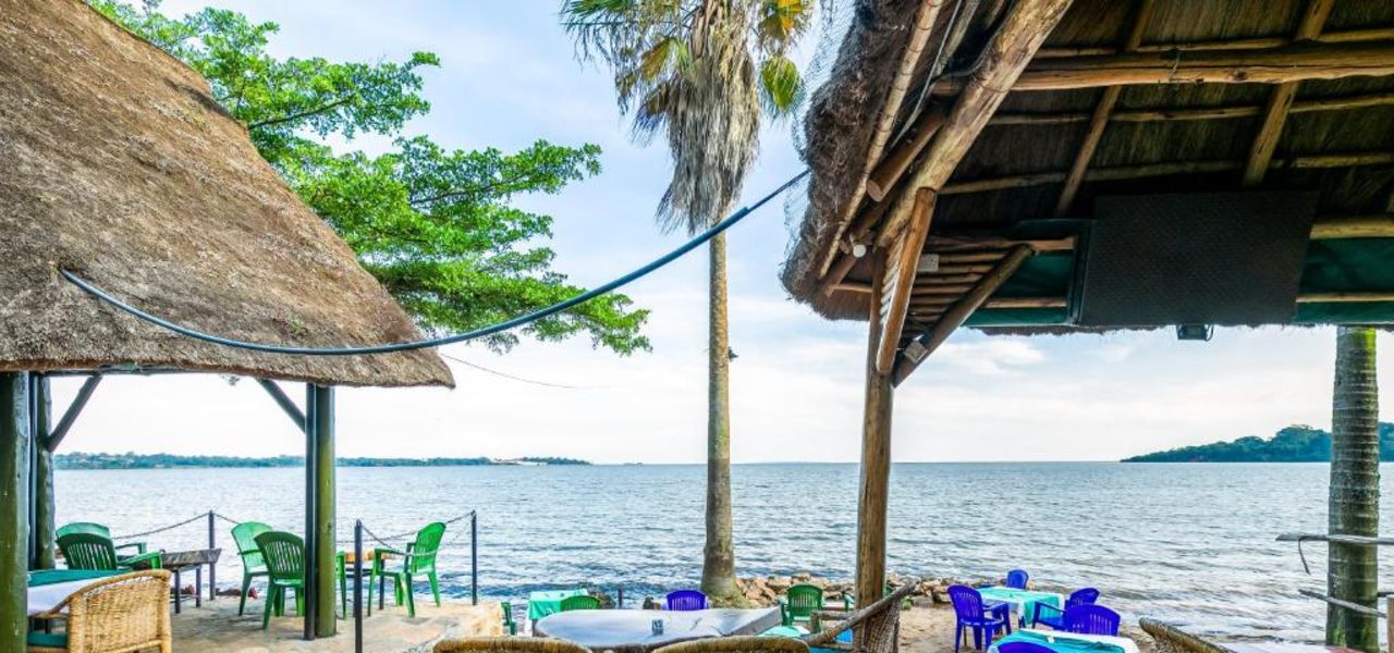 Chimps & Gorillas of Uganda