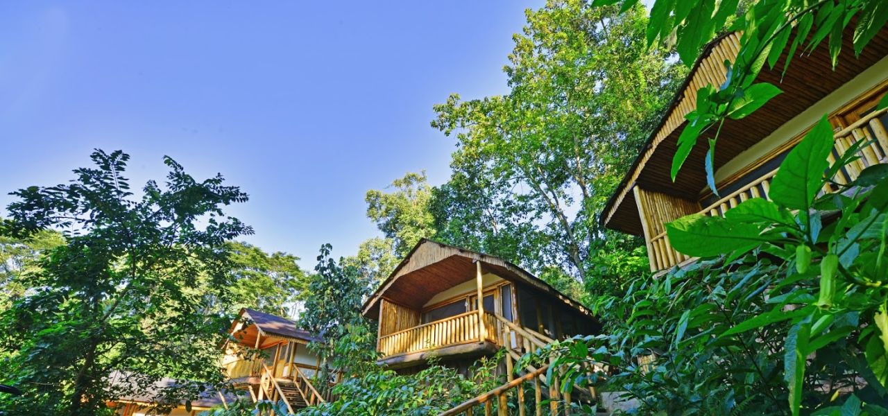 Chimps & Gorillas of Uganda