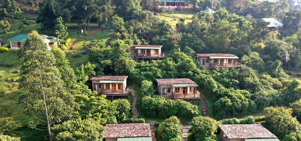 Chimps & Gorillas of Uganda