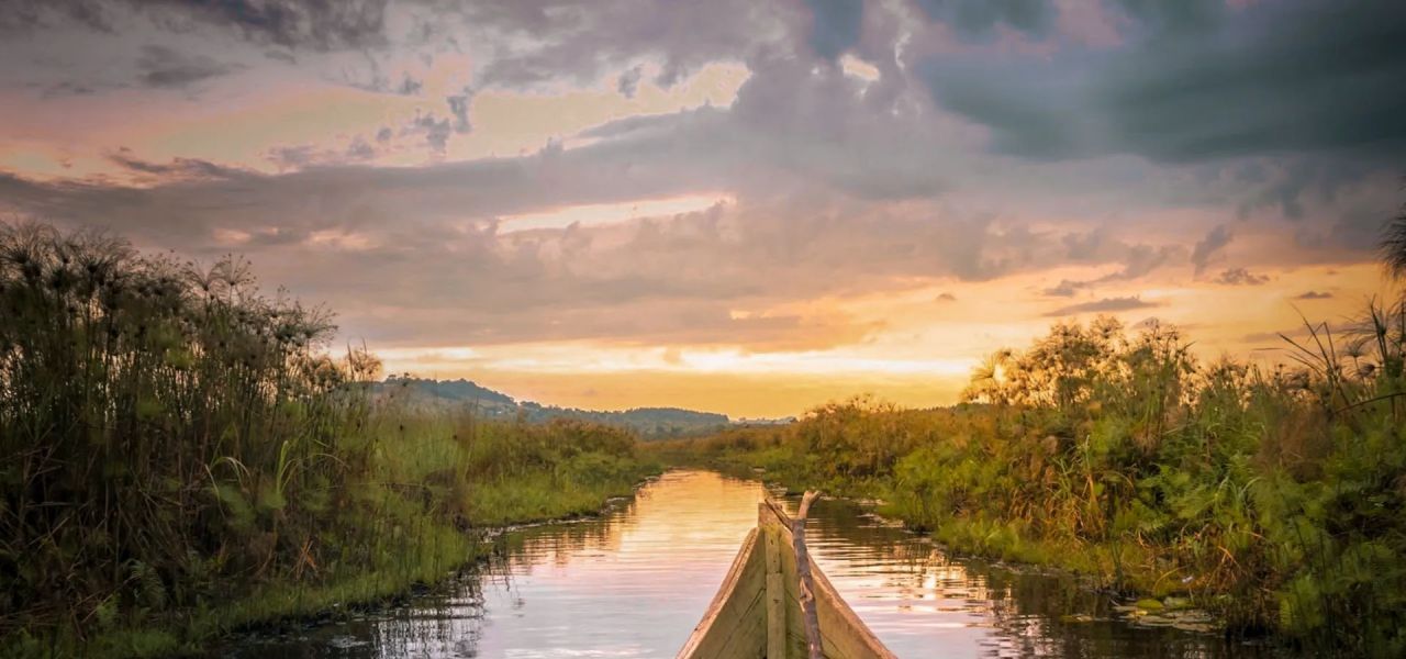 Chimps & Gorillas of Uganda