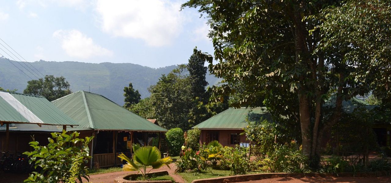 Chimps & Gorillas of Uganda